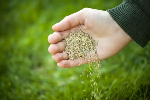 Hand pouring grass seeds onto lawn.