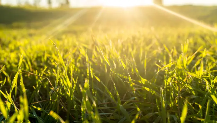 Rays of sunlight shining on blades of grass.