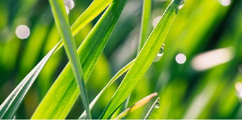 Grass with drops of water in the sun