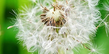 Dandelion flowering plant