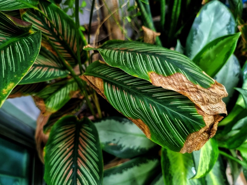 Indoor plant with brown dry leaves