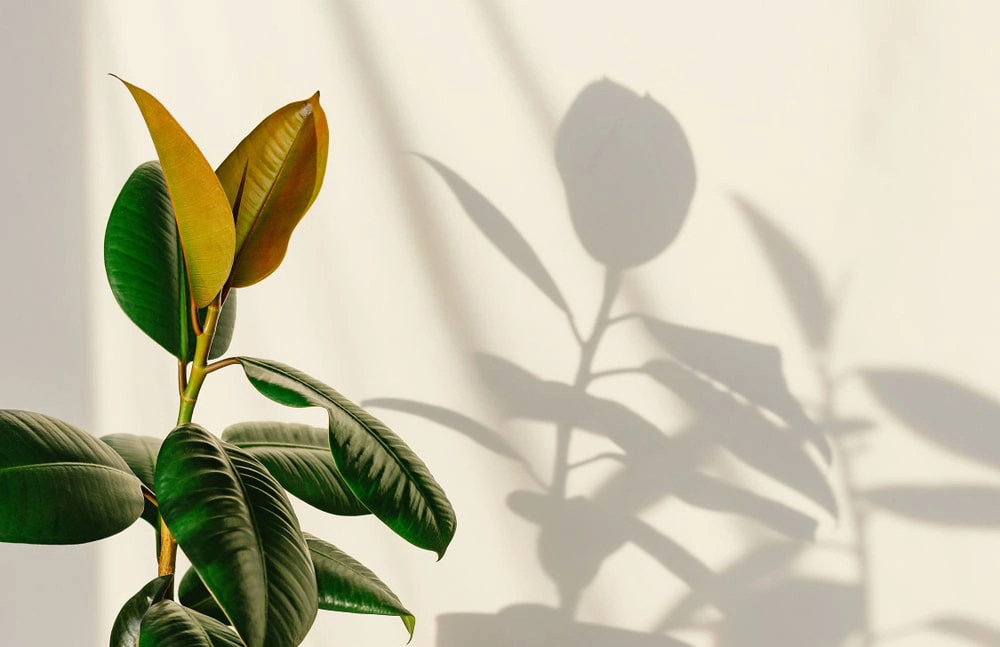 Indoor plant with shadow against a wall