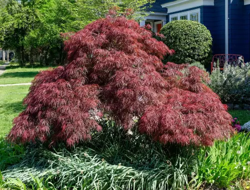 Japanese-Maple-Tree