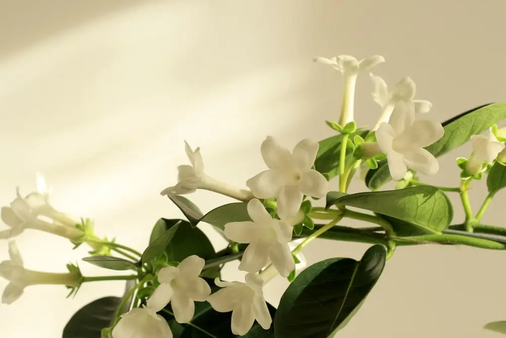 Jasmine houseplant.