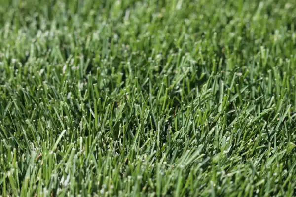 Residential lawn with Kentucky bluegrass.