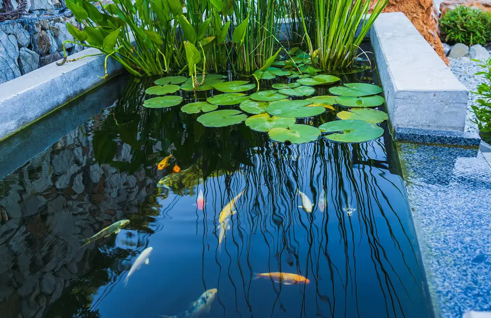 Koi fish in residential pond