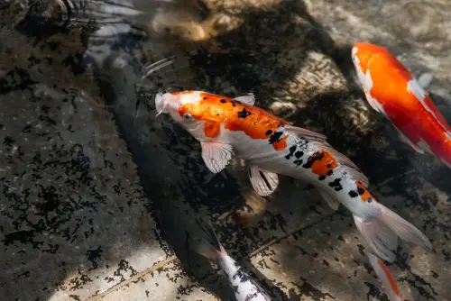 Koi fish in a pond