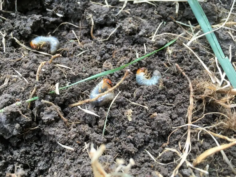 Lawn grubs in soil.