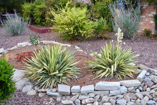 low water residential landscape