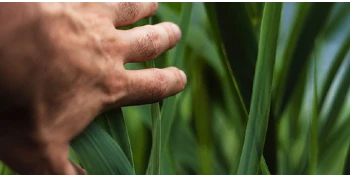 Person touching ornamental grass