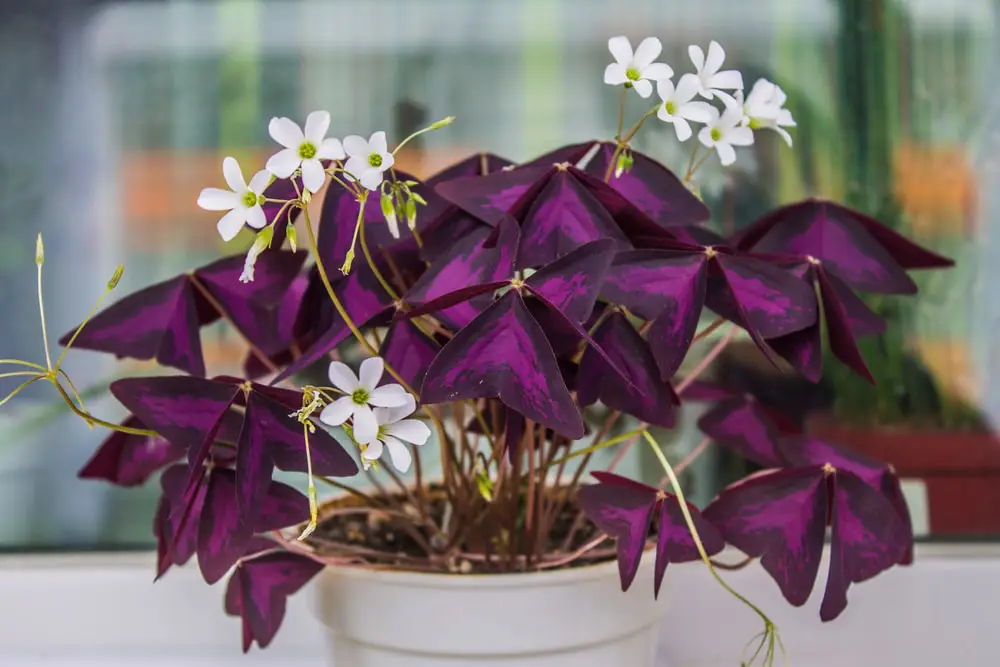 Oxalis indoor plant.