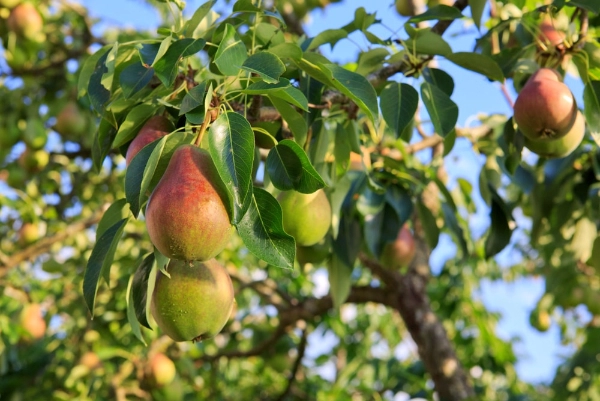 Pears growing on a tree