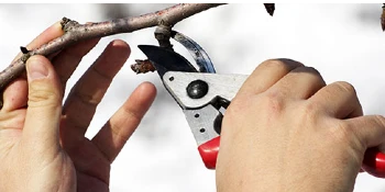 Person pruning a tree