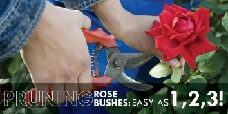 Person pruning roses with text: 