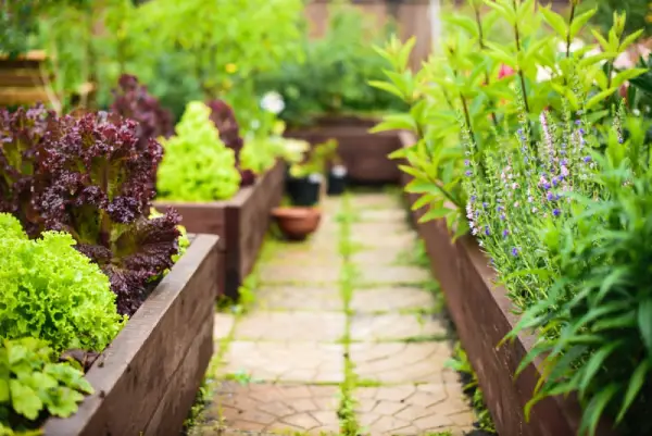 Raised garden beds in a residential yard