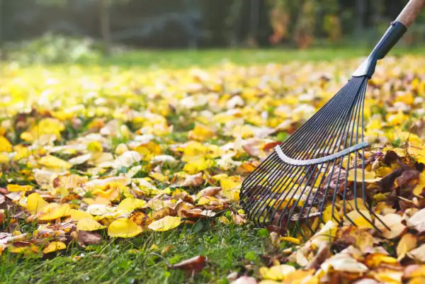 Yellow and orange leaves being raked.