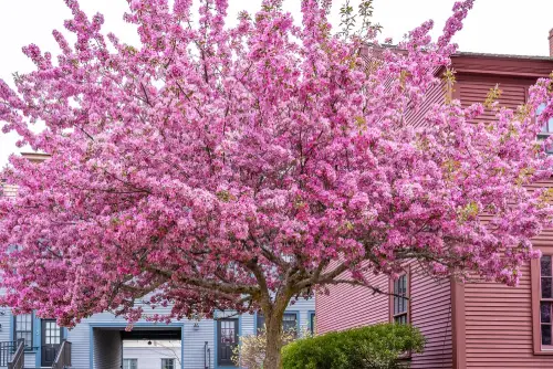 Redbud-Tree