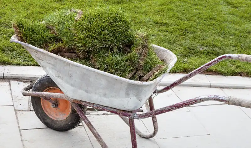 Grass sod in wheelbarrow.