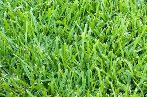 St. Augustine grass lawn. 