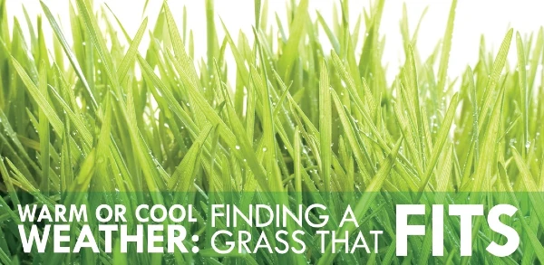 Long grass with text: 