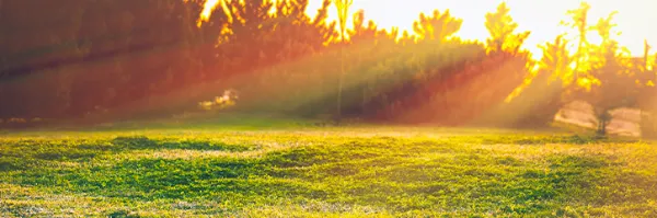 warm-season grass with trees in background