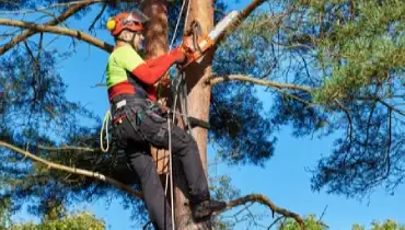 Worker in hard hat suspended in tree and using a chainsaw to prune large branches.