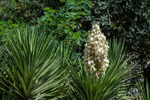 Yucca