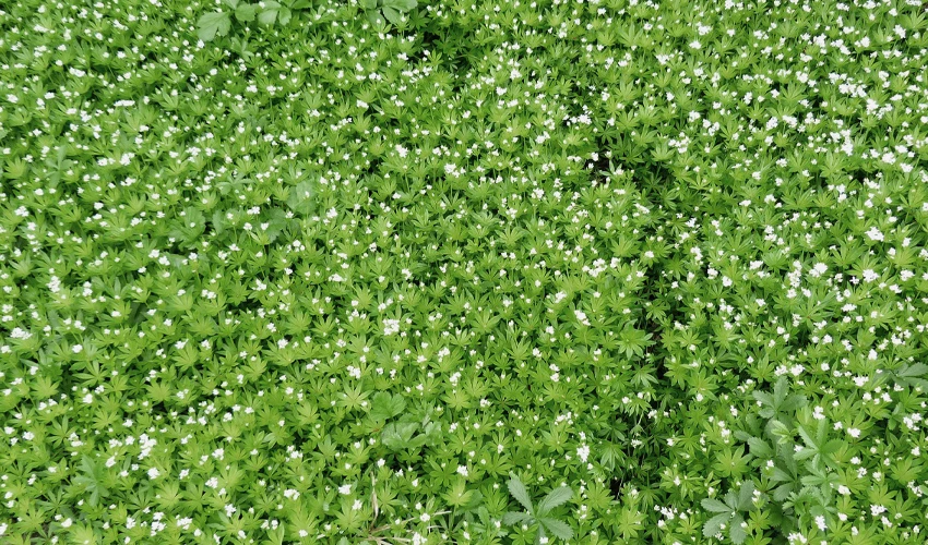 Woodruff ground cover.