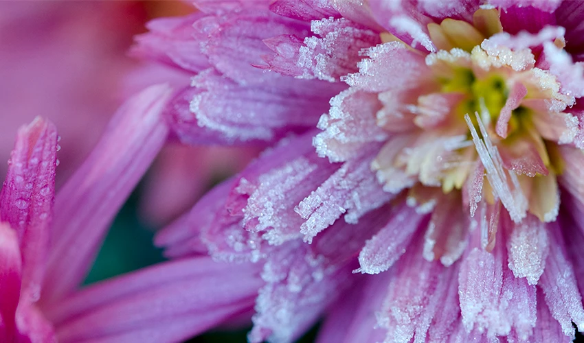 Purple flower covered with frost.