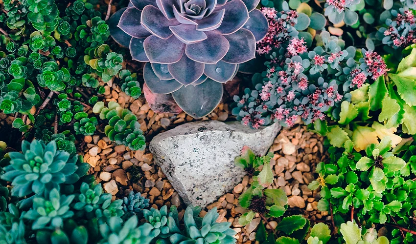 succulent ground cover