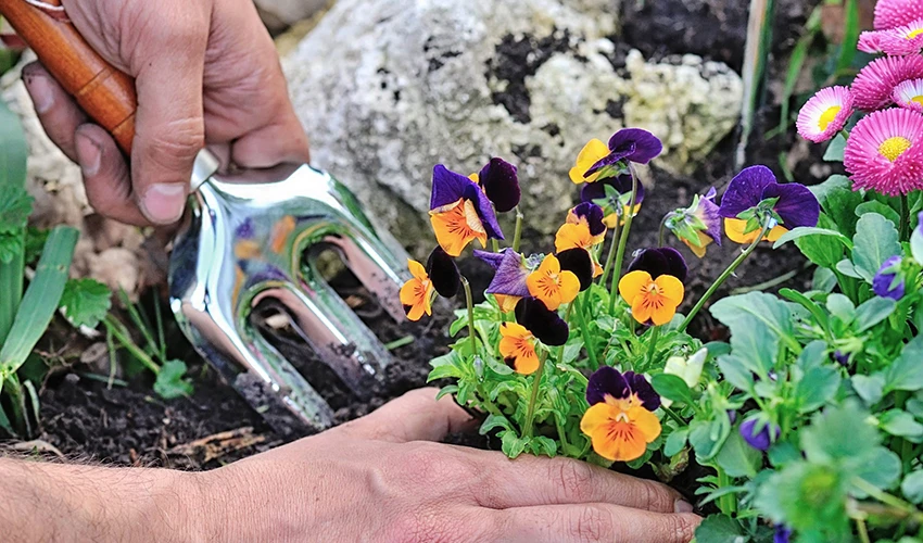 Two hands using hand fork under yellow and purple flowers.