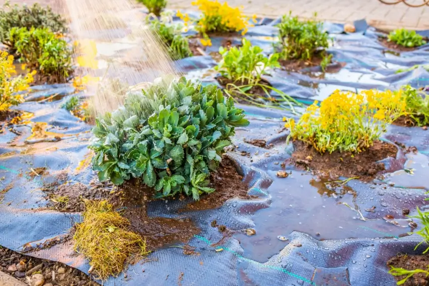 Watering plants in a bed with landscape fabric.