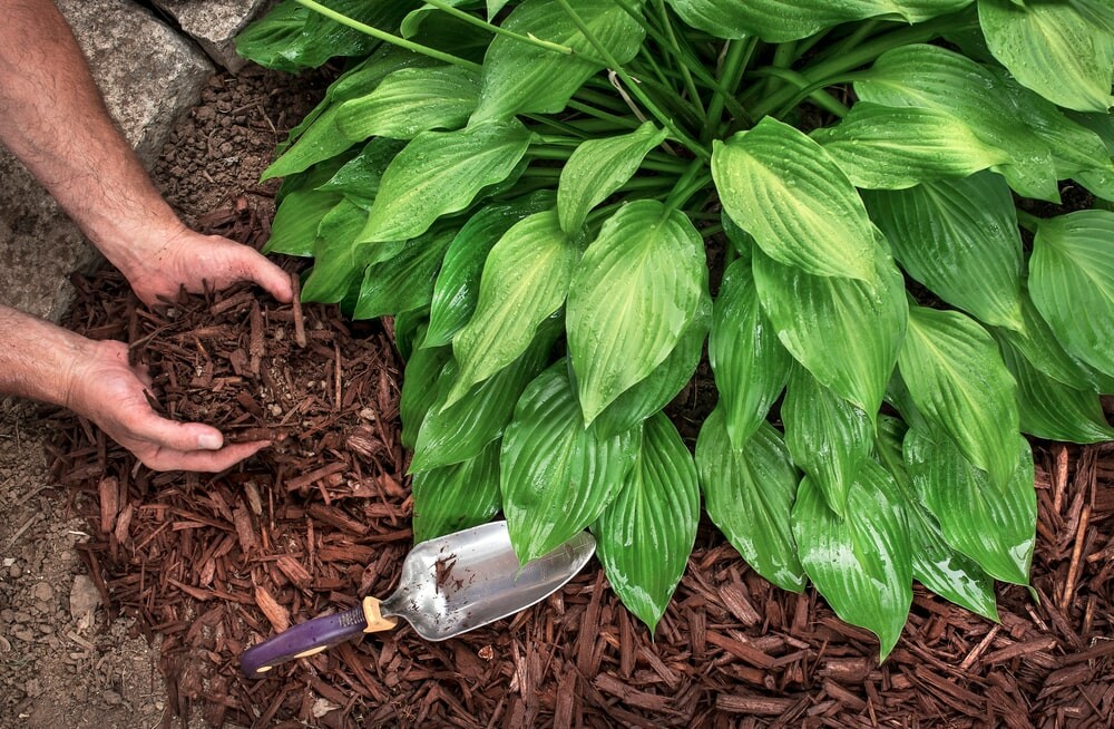 Landscaper adding mulch to plant bed