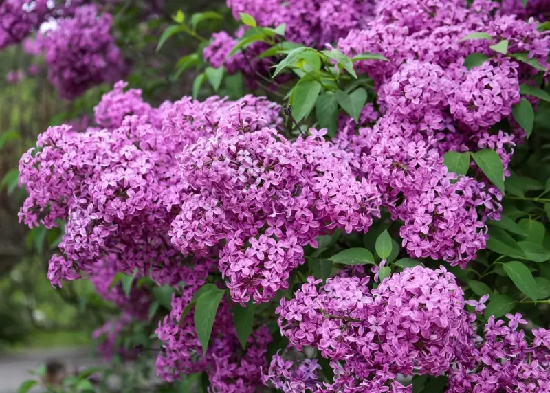 Flowering lilac bush. 