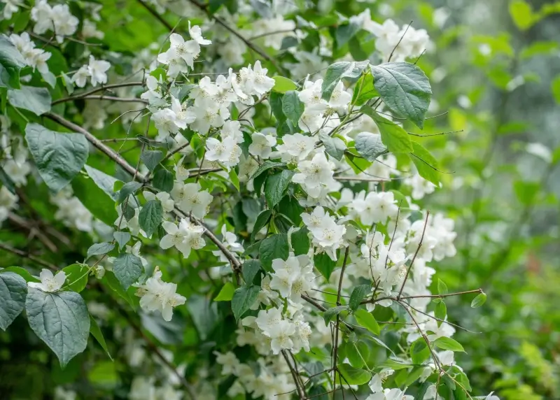 Flowering mock orange bush.