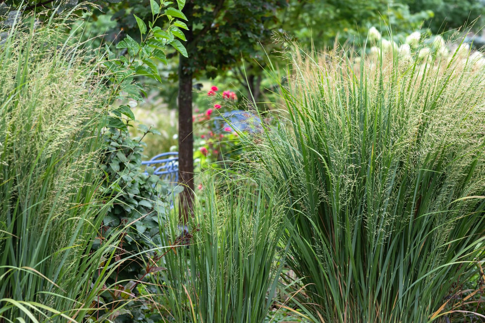 Native ornamental grasses in residential landscape