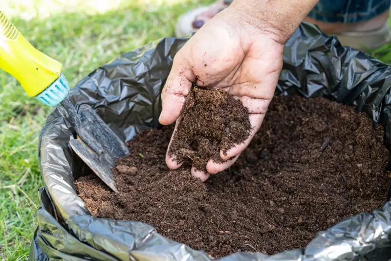 Hand holding peat moss soil for grass seedlings.