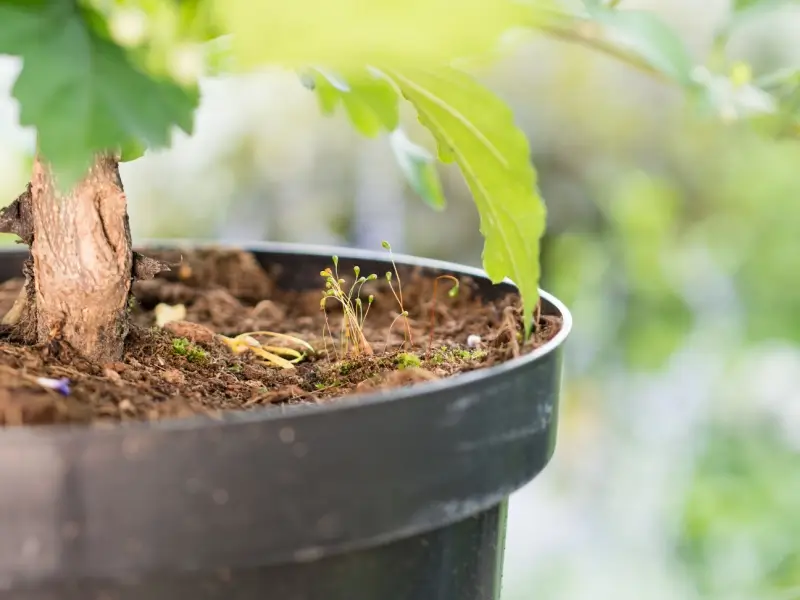 Plant potted in peat moss.