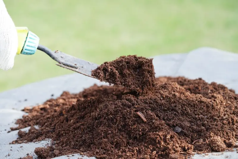 What Is Peat Moss? [Pros and Cons]