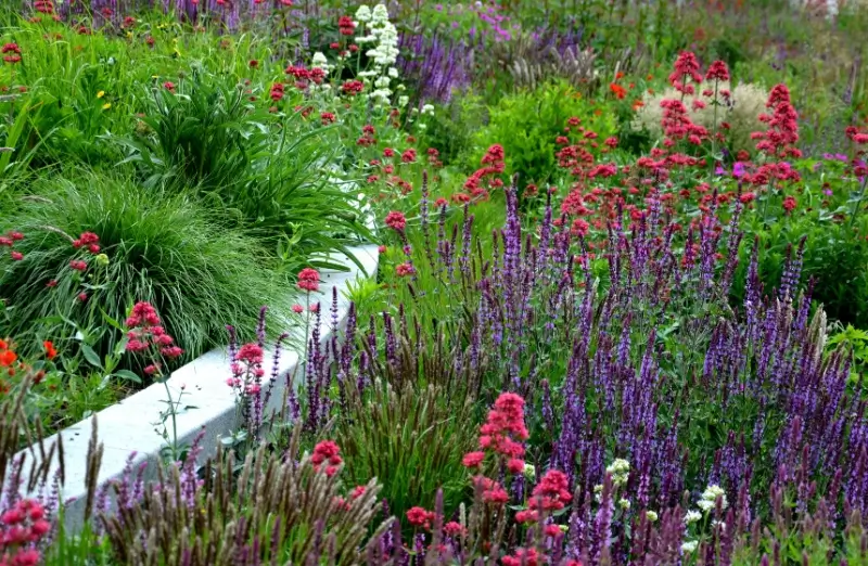 Perennial plants in a garden.