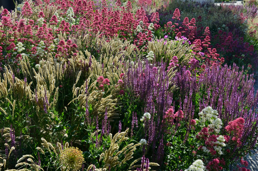 Perennial garden in backyard