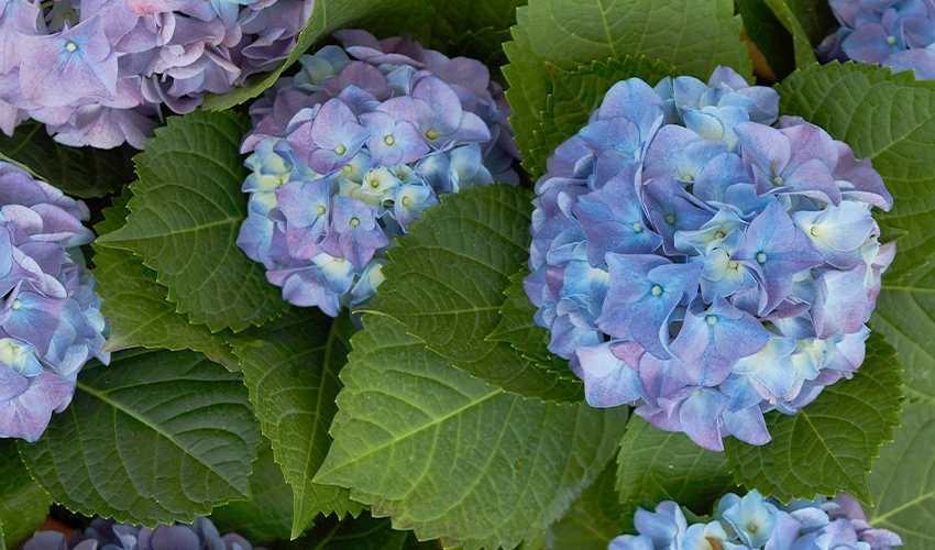 blooming purple hydrangeas