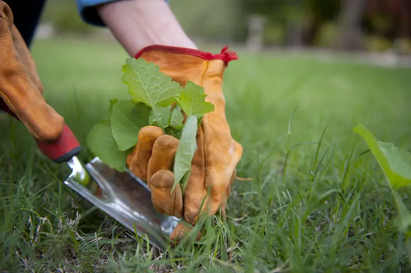 Landscaper pulling weeds from lawn