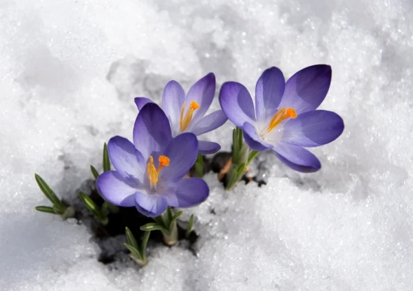 Violet crocuses with snow