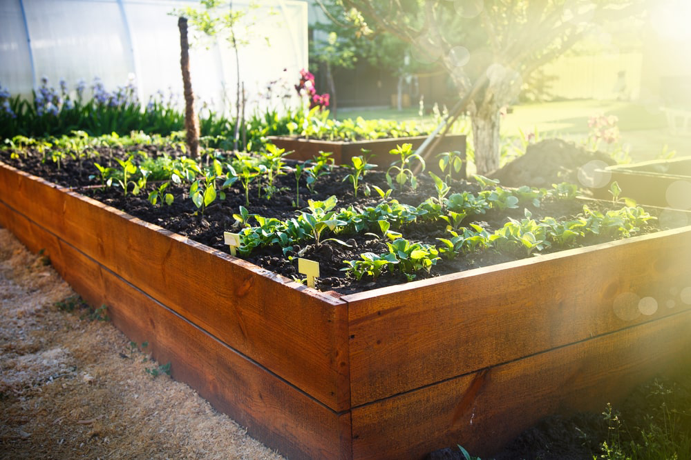 Raised vegetable garden in a backyard.