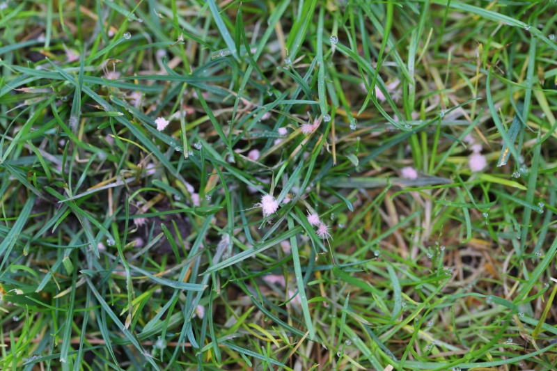 Grass with signs of red thread lawn disease.