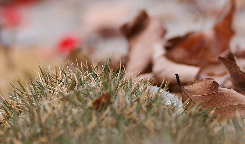 Dead grass and leaves.