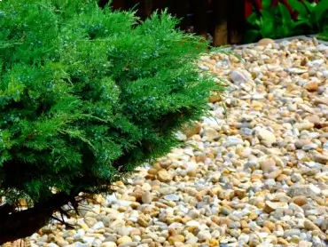 Bush in a plant bed with river rock mulch. 