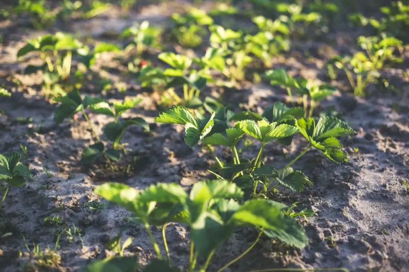 Young strawberry plants growing in a garden with sandy soil.