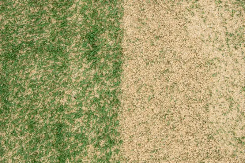 Lawn with sand topdressing.